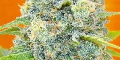 chanel hydro marijuana|Channel + Marijuana Strain Information & Reviews .